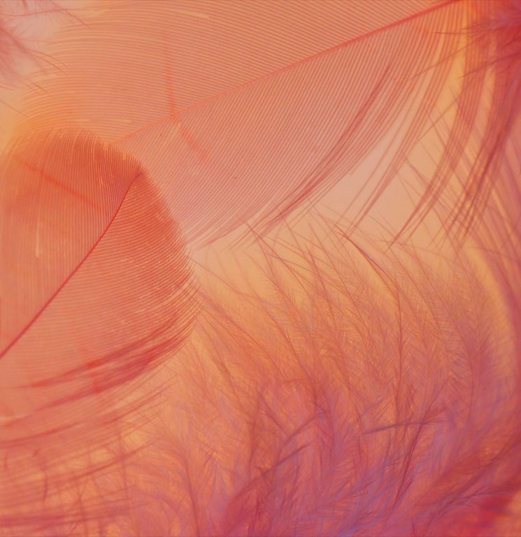 plume